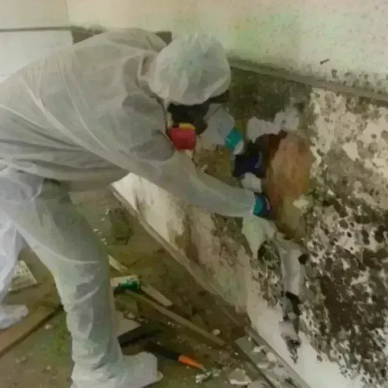 Mold Remediation and Removal in Monteagle, TN